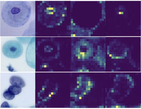 cytofm_heatmap.jpg