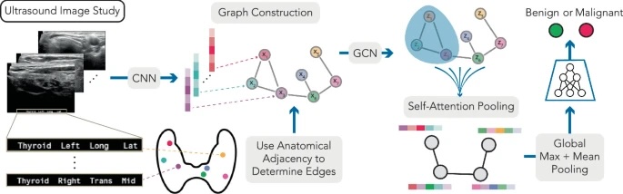 thygraph_fig.jpeg